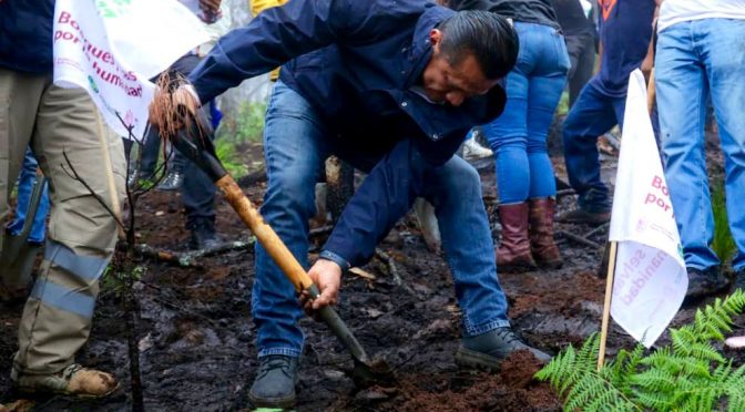 Encabeza Torres Piña reforestación en cerro La Mezcalera