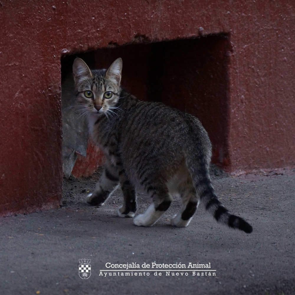 Colonias Felinas en Nuevo Baztán y Ley de Bienestar Animal