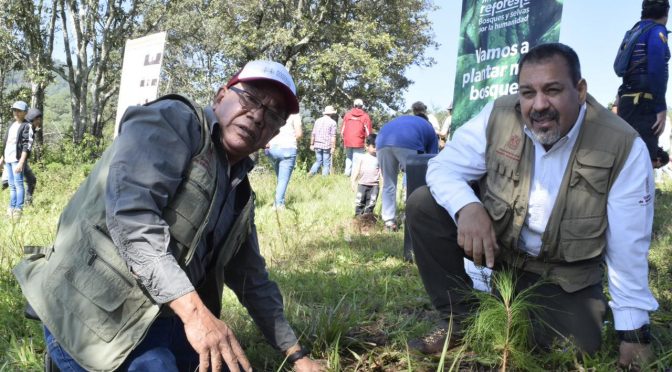 Con más de millón 200 mil árboles plantados, concluye compaña “Bosques y Selvas por la Humanidad”