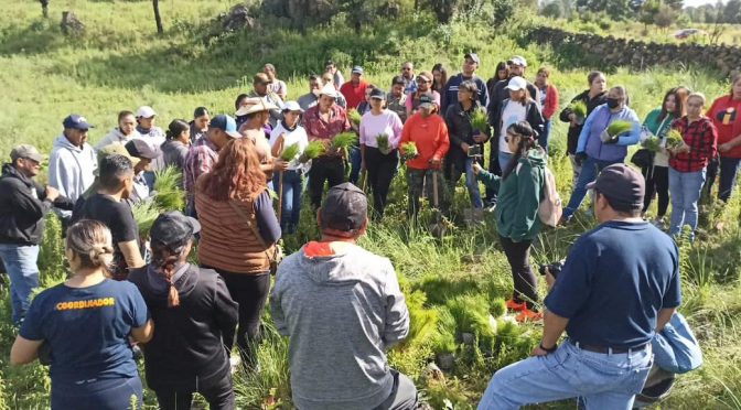 Por cumplirse, meta de reforestación 2023: Cofom