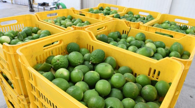 En noviembre y diciembre, corte de limón lunes, miércoles y viernes en Michoacán: Gobierno federal