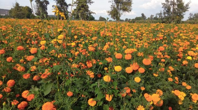 Flor de cempasúchil, símbolo vital de Noche de Muertos