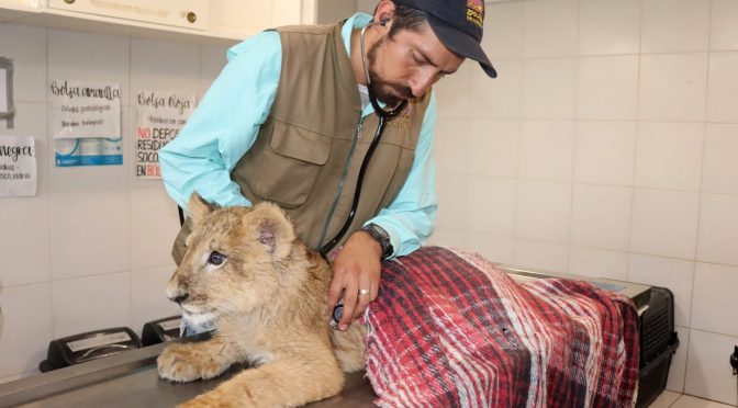 Cachorros felinos rescatados, son atendidos y vivirán en el zoológico de Morelia