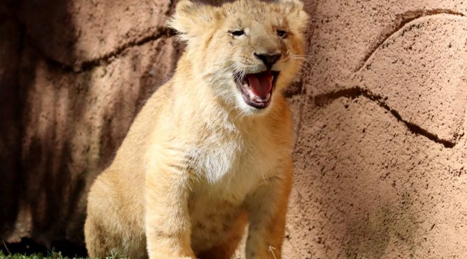 Cuida ZooMorelia salud de crías de felinos asegurados en Tanhuato