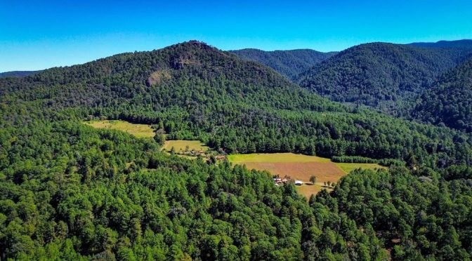 La Mariposa Monarca llega a tiempo a su cita en los bosques michoacanos