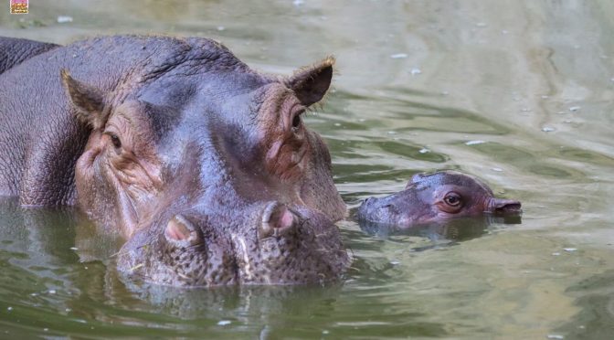 Nace hipopótamo del Nilo en el Zoo de Morelia