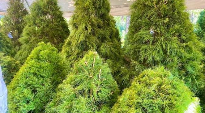 Adquiere tu árbol de Navidad en estos bosques michoacanos autorizados por la Semarnat