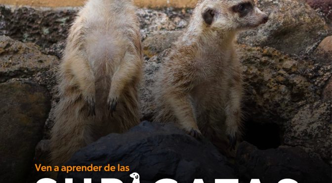 Suricatas, los nuevos huéspedes del Zoo de Morelia