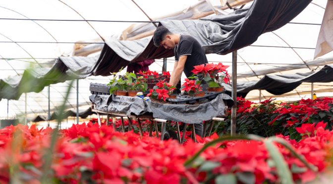 Zitácuaro pinta de Navidad cada rincón de México con la flor de Nochebuena
