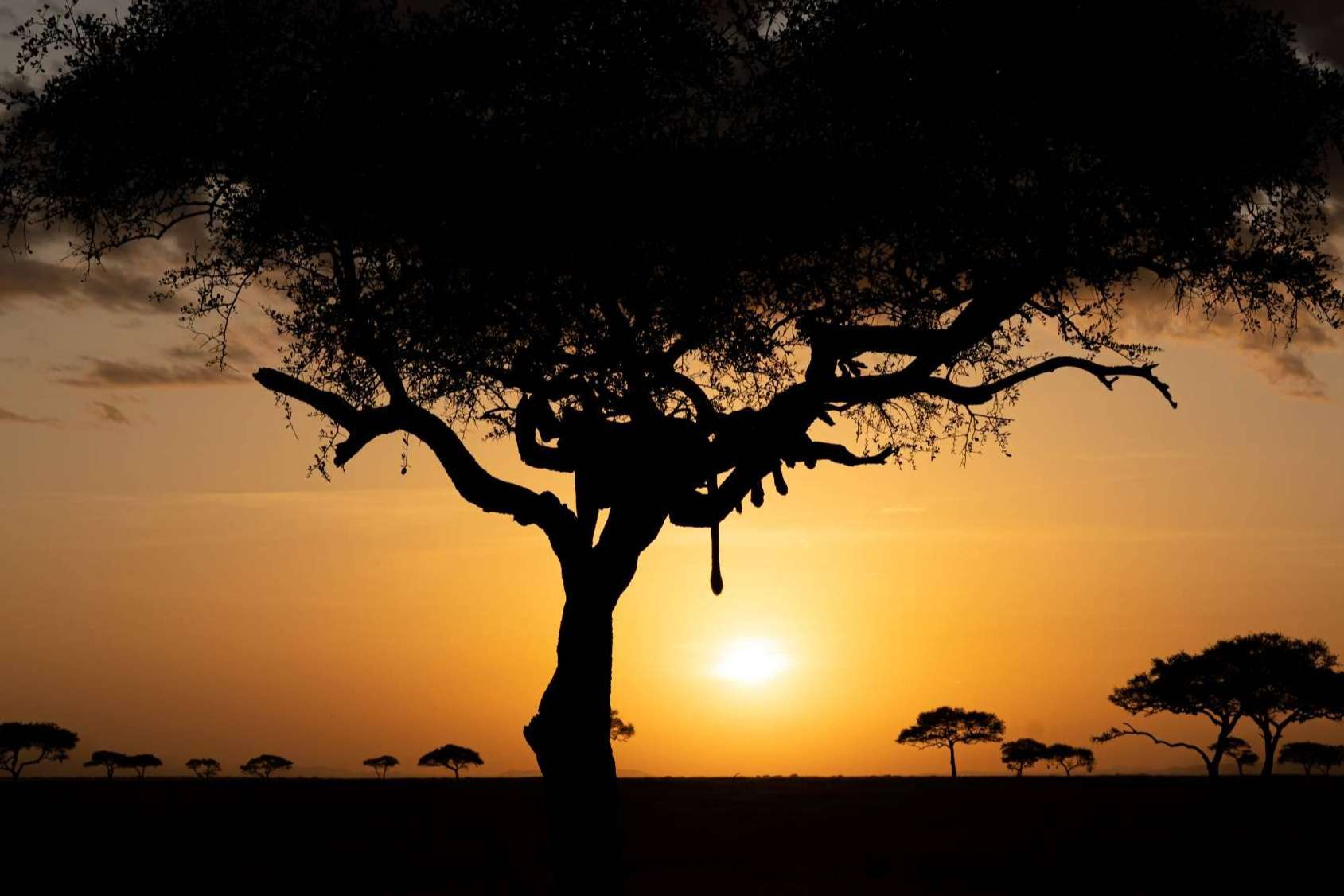 The African Experiences, una agencia de safaris de lujo de referencia en España