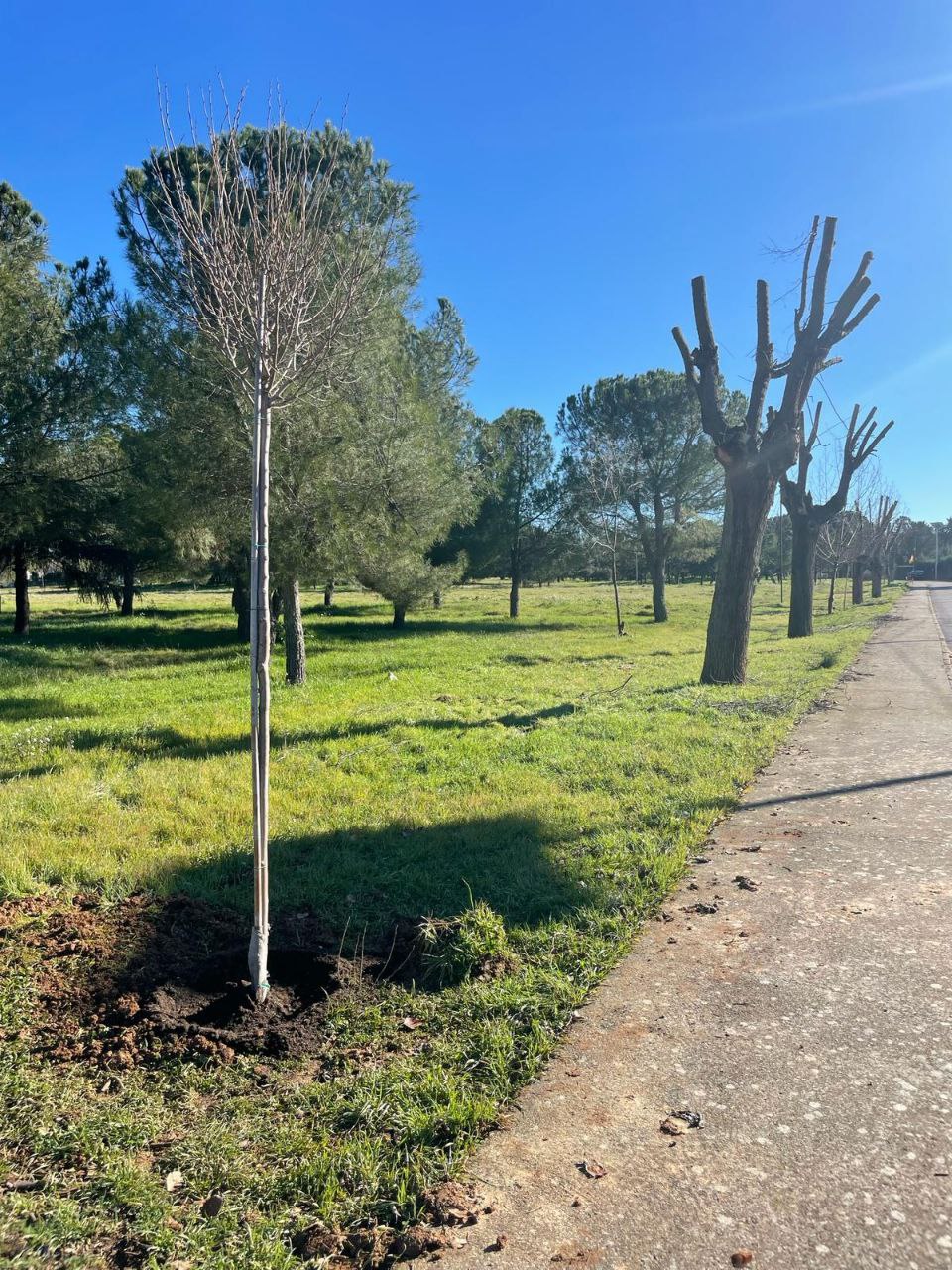 Trabajos de poda, limpieza viaria y plantación de nuevos árboles