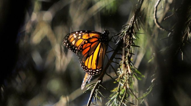 Visita la Mariposa Monarca antes de que emprenda el vuelo de regreso
