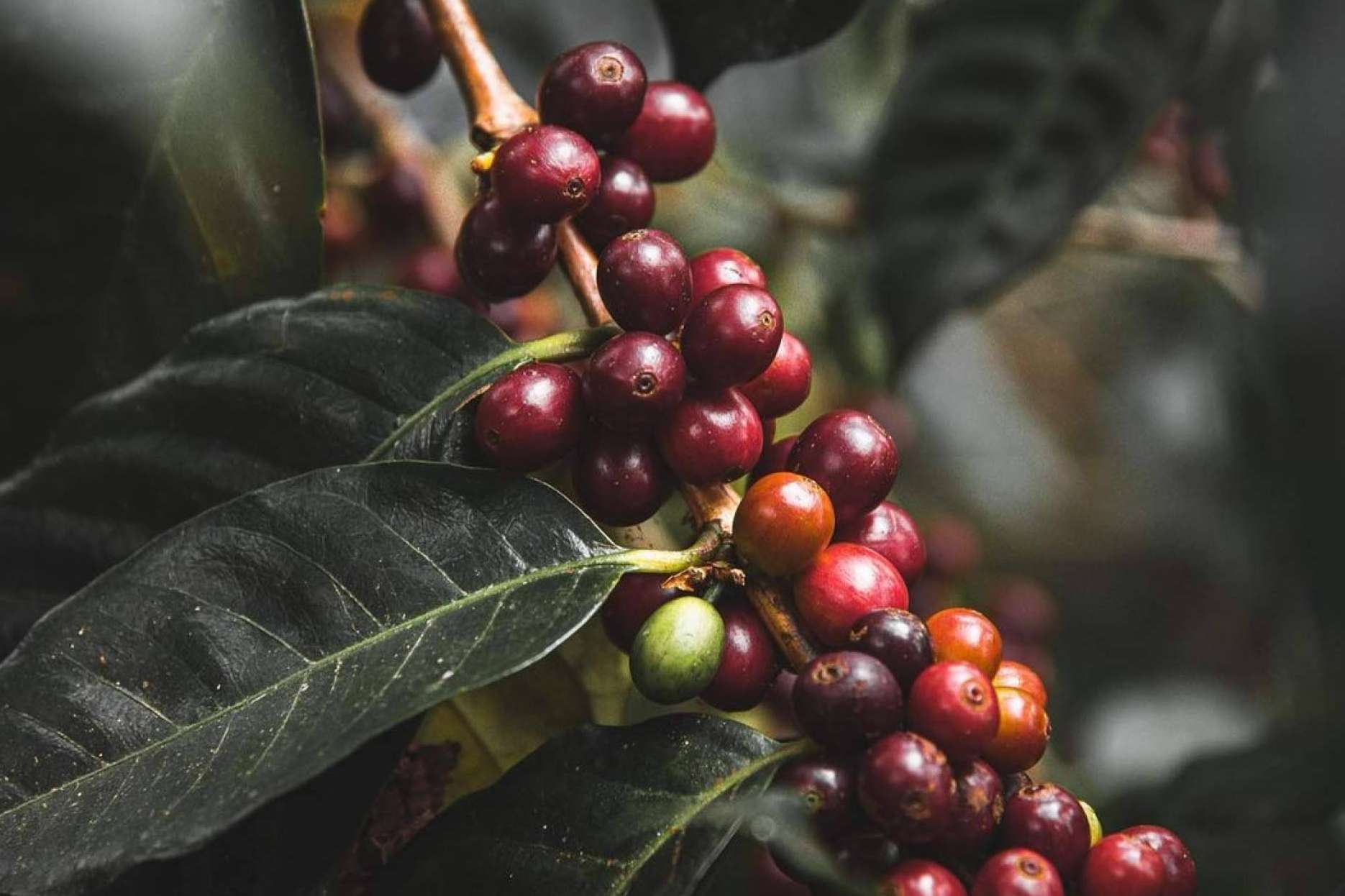 El auge del Café Catuai, una bebida que cautiva a los paladares exigentes