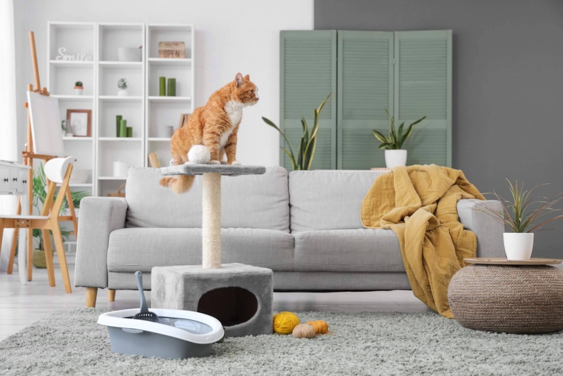Malos olores, hongos y daños; las consecuencias invisibles de la orina de gatos en muebles