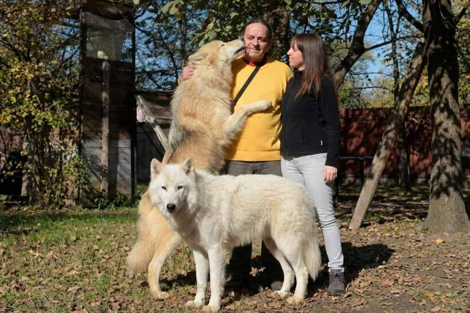 PERROS LOBO EN ARGENTINA; los pioneros que transformaron un mito en un compañero familiar