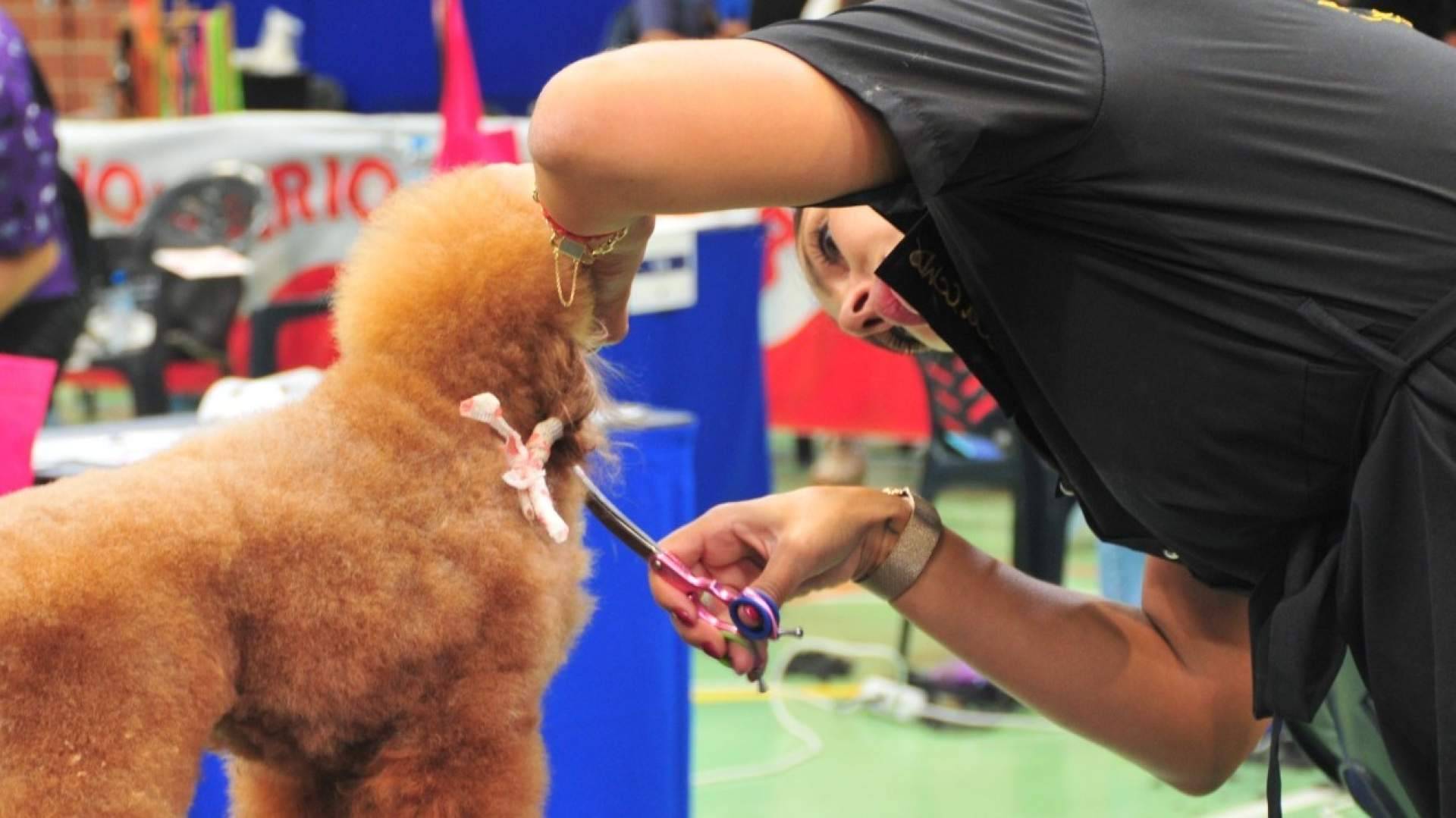 Murcia acoge el Campeonato Mundial de Peluquería Canina; profesionales de más de 30 países se disputarán