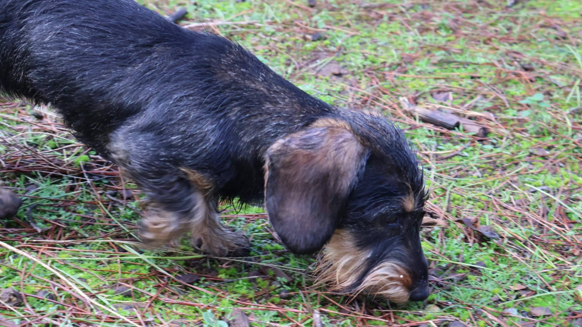 Cómo elegir el cachorro de Teckel ideal
